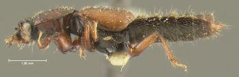 Media type: image;   Entomology 24067 Aspect: habitus lateral view